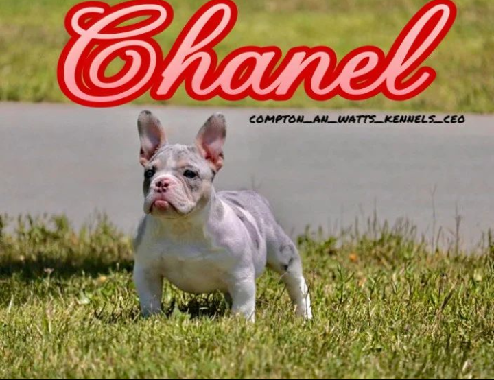 Chanel  of Compton & watts kennels 