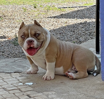 58bullies Pérola of Superbully Kennel of (not available)