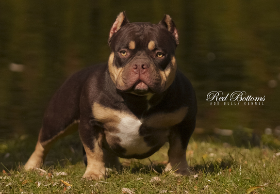 Adk Bully Kennel Red Bottoms of (not available)