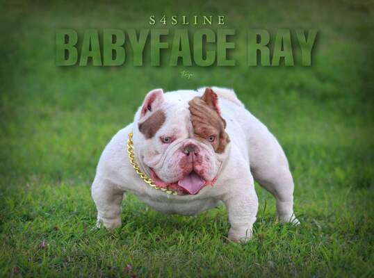 BABYFACE RAY of (not available)