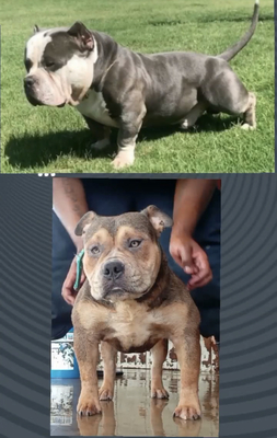 Big Man Bully Kennels of (not available)