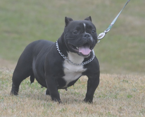 Black Momba of Gulf south kennels