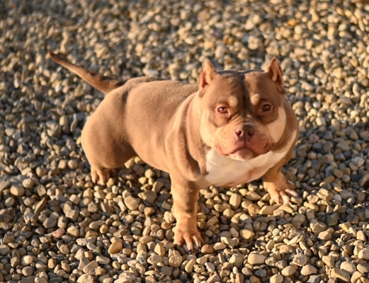 Blue Collar Bullys Belle of OBC of (not available)