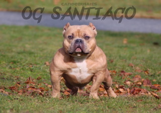 CandeBullies OG Santiago of (not available)