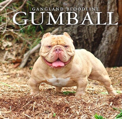 GANGLAND'S GUMBALL of (not available)
