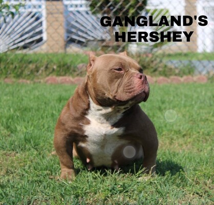 GANGLAND'S HERSHEY of (not available)