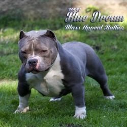 IB'S Blue Dream of (not available)