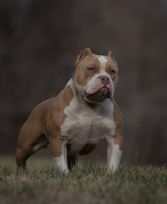 Jade Colindres of Colindres Bully Kennel
