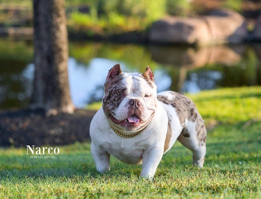 Jr Bully Kennel Narco of Jr Bully Kennel