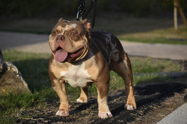 Kent bully kennels narla of Kent bully kennels