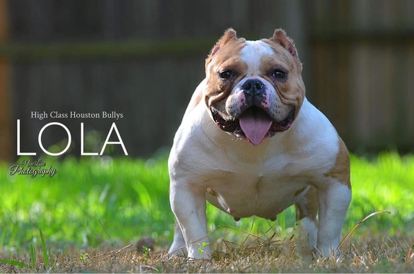 Lola of High Class Houston Bullys