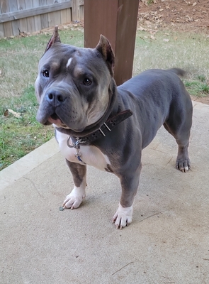 Pablo of Prince bully kennels