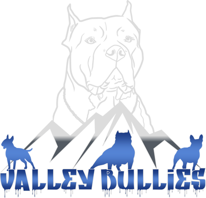 ROOK xXx ZILLA of Valley Bullies