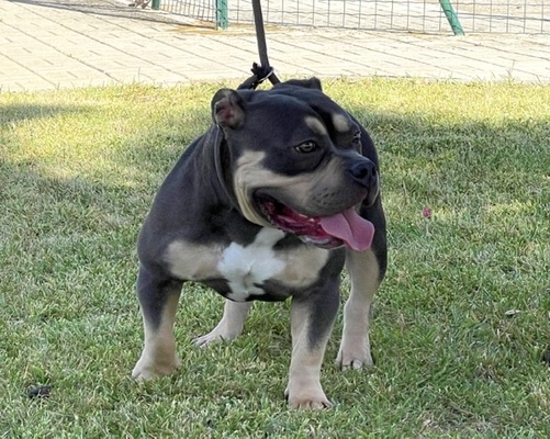 Superbully’s Blue M. Girl of (not available)