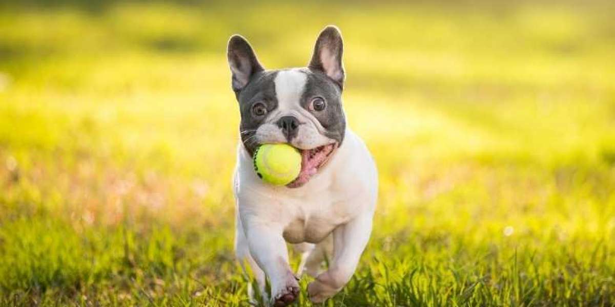 How To Teach Your Dog To Play Fetch