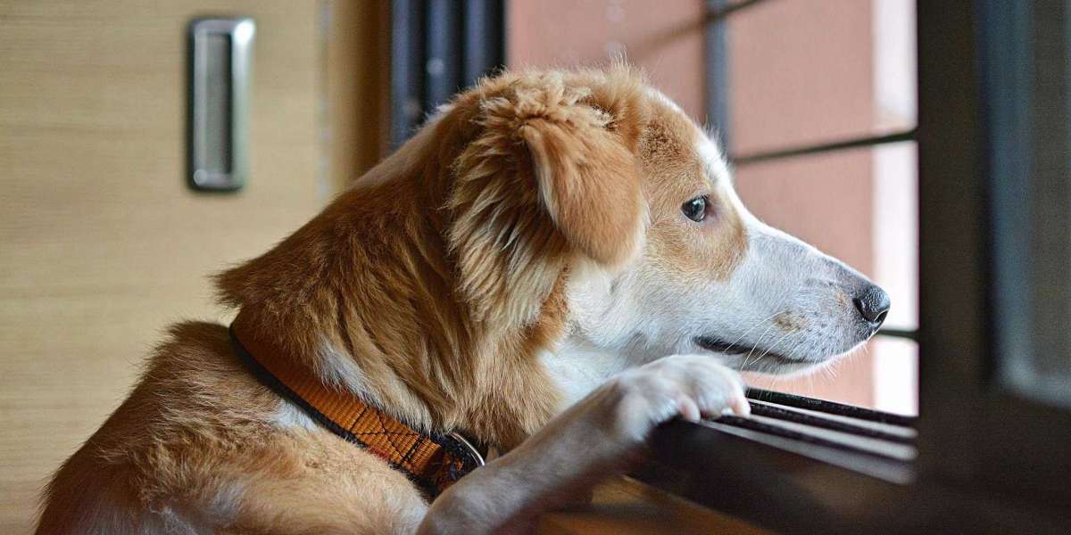 5 Signs that Your Dog Might Be Stressed