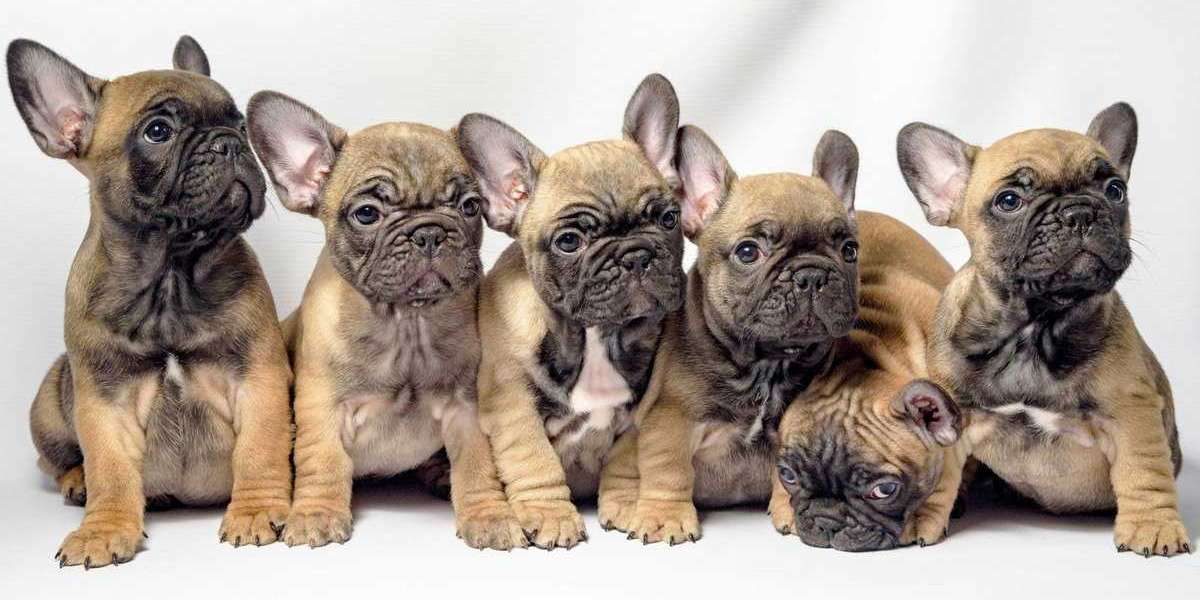 A Guide to Common Health Concerns in French Bulldogs