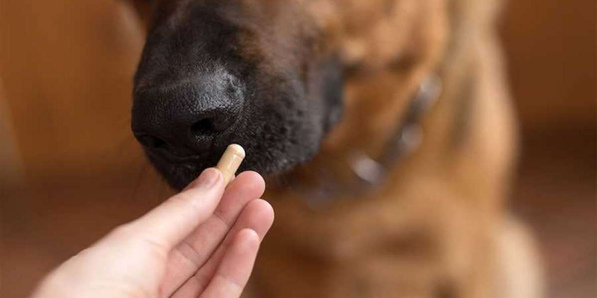 A Step-By-Step Guide To Giving Your Dog Pills