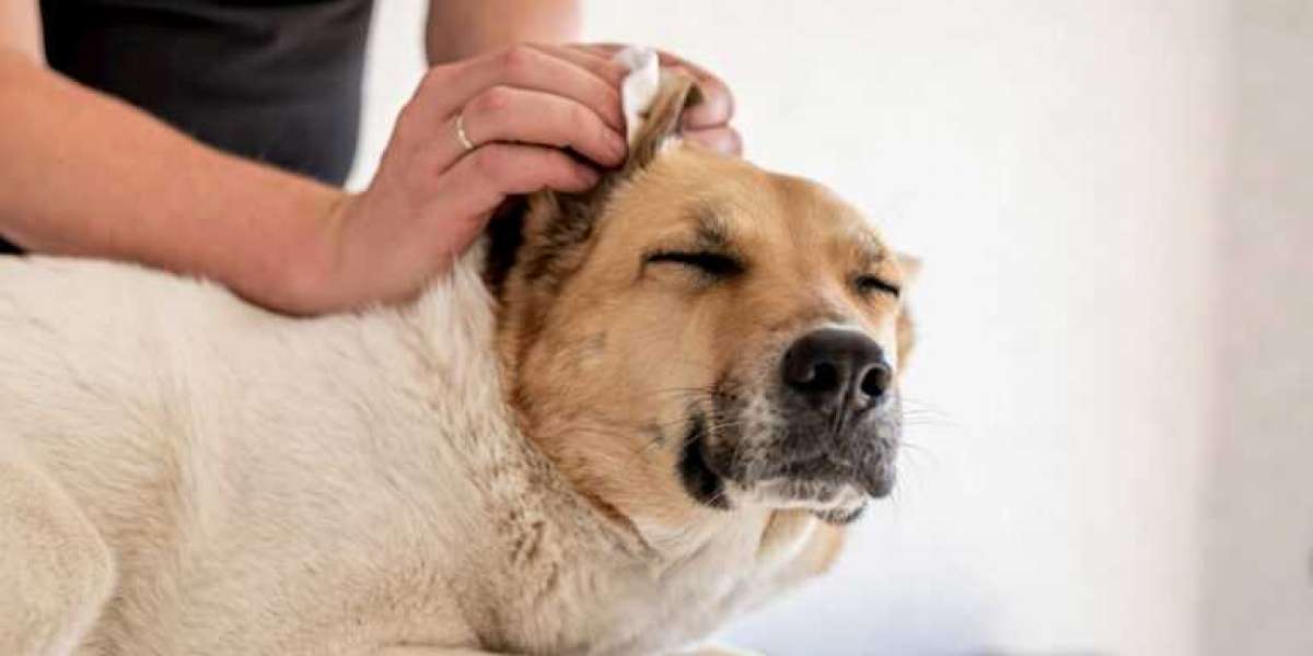 A Guide To Properly Cleaning Your Dog's Ears
