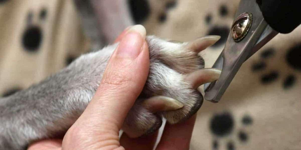 How To Properly Trim Your Dogs Nails