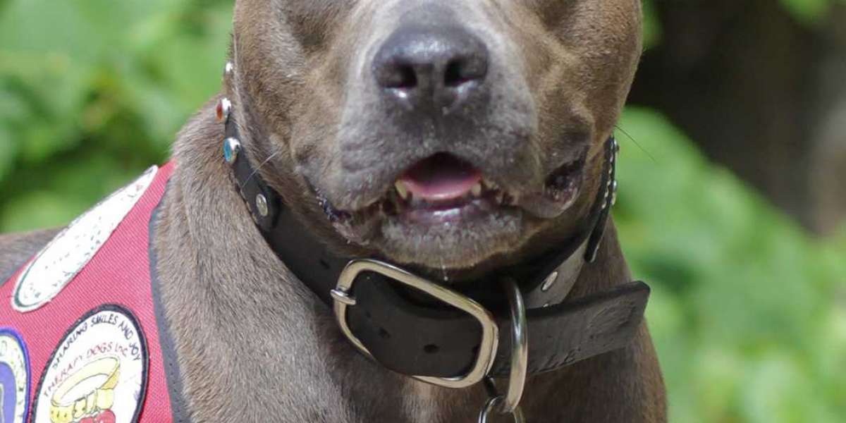 An Overview of American Bully Service Animals