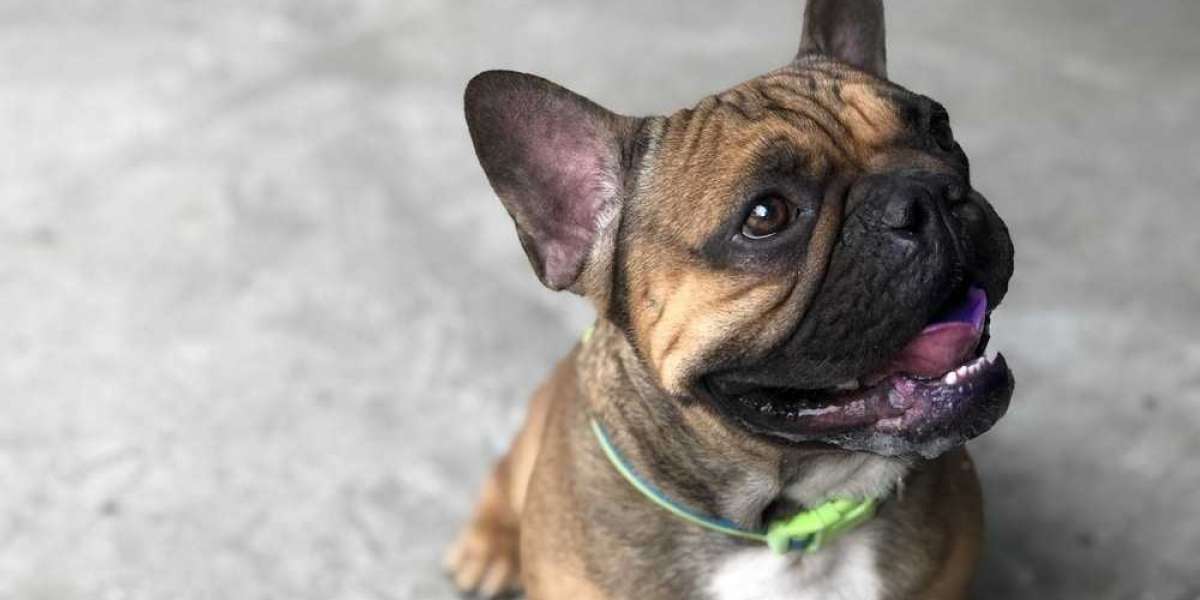5 Tricks You Can Teach Your French Bulldog