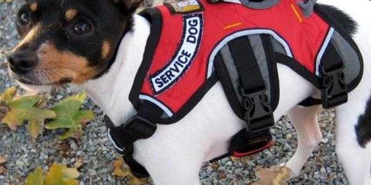What You Should Know About Service Dog Registration