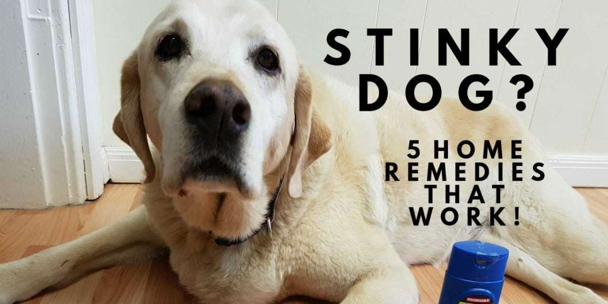 How To Get Rid of Dog Smell