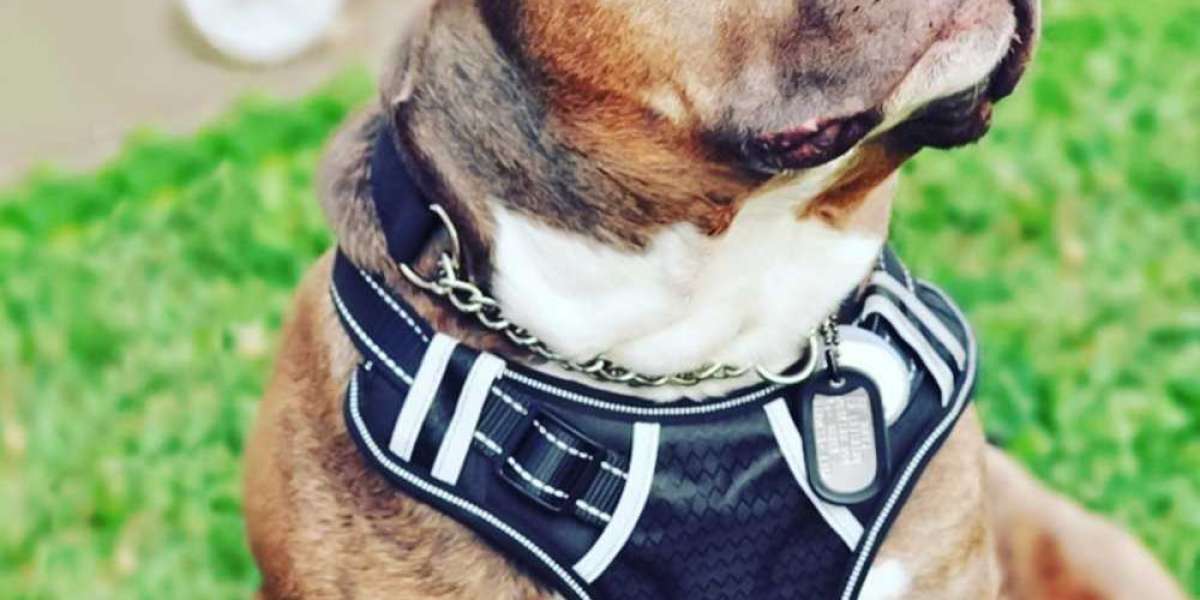 How to Properly Measure Your Dog for a Harness