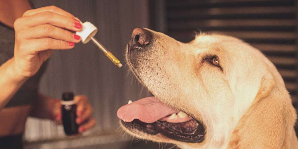 CBD Oil and Dogs - What You Should Know