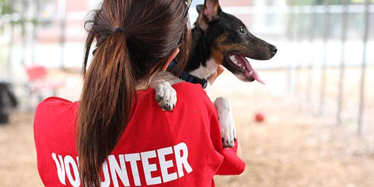 Become a Superhero for Animals - Volunteering at Your Local Pet Shelter