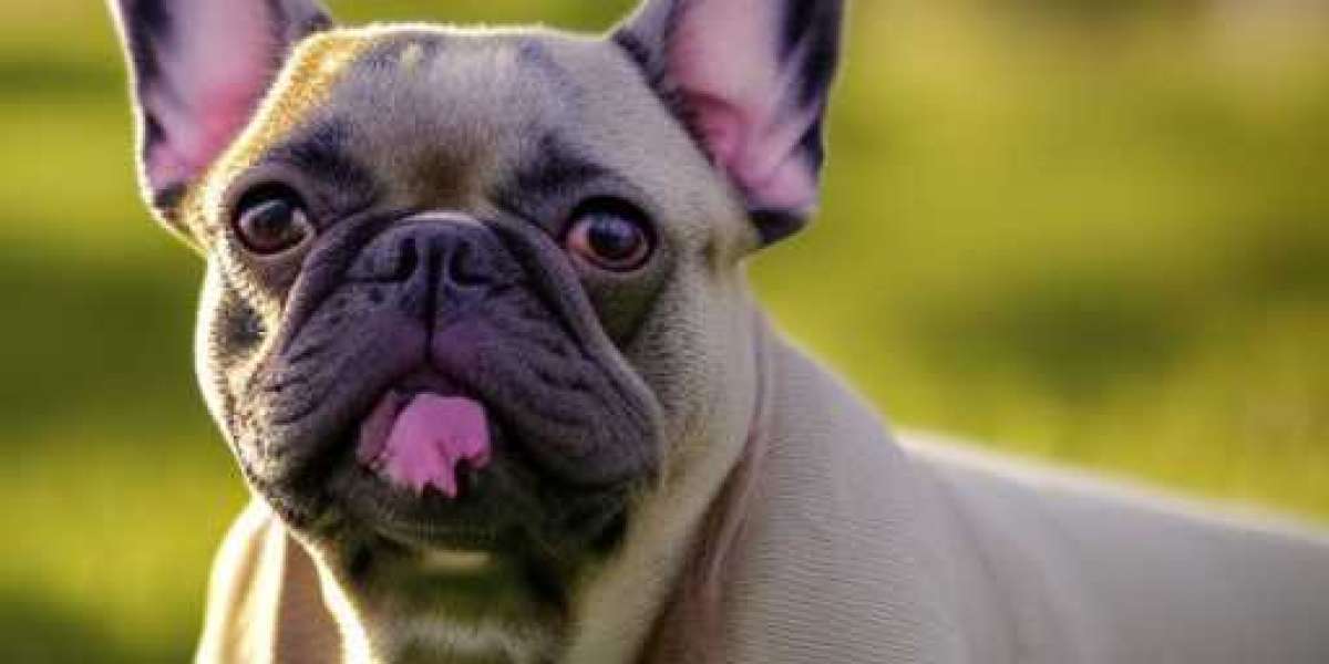 What Bad Breath Can Mean For Your French Bulldog