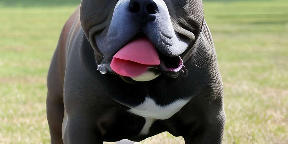 How To Stop Your Exotic Bully Dog From Eating Grass
