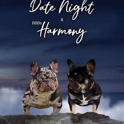 Date Night x Harmony Pups (Quality French Bulldogs) Profile Picture
