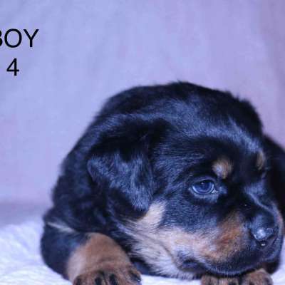 Rottweiler puppies Profile Picture