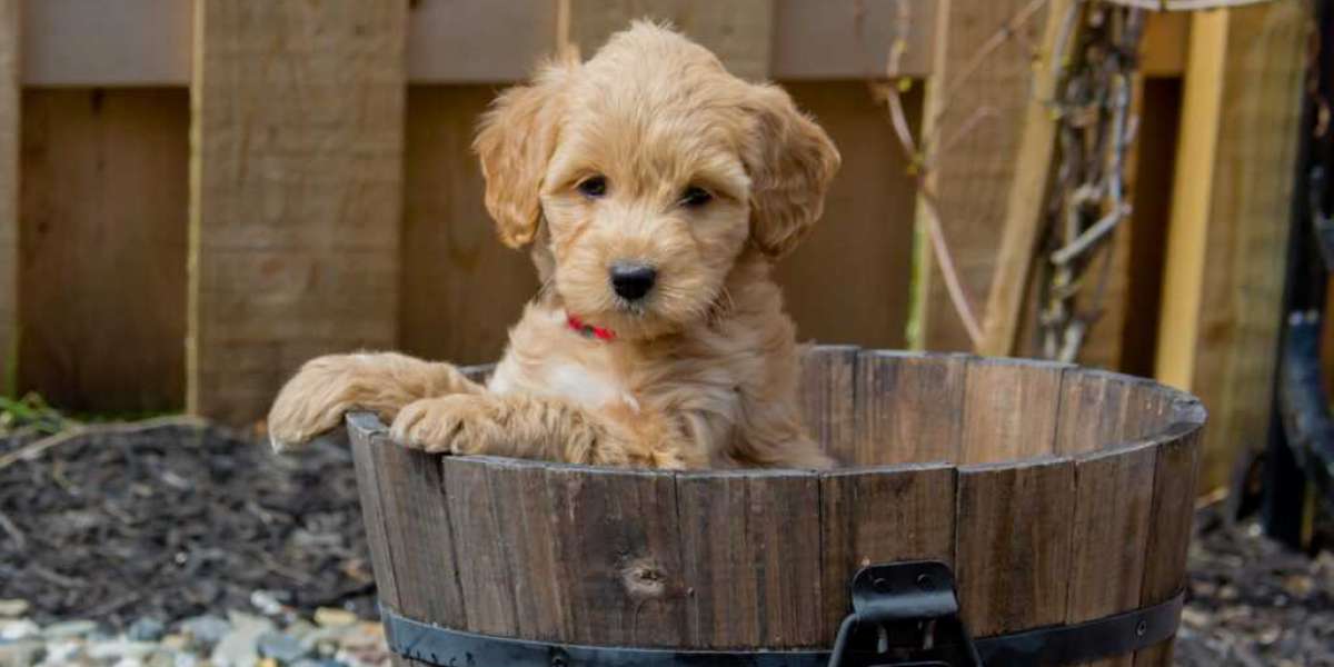 How to Choose a Reputable Goldendoodle Breeder