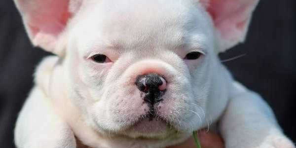 French Bulldogs Take America by Storm: The Rise of the Fluffy Frenchie and the Intriguing Pink Gene