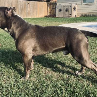 American Bully Stud Services Profile Picture